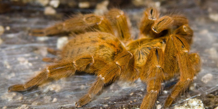 Tarentules de l’Ancien Monde – Faits et informations sur l’habitat