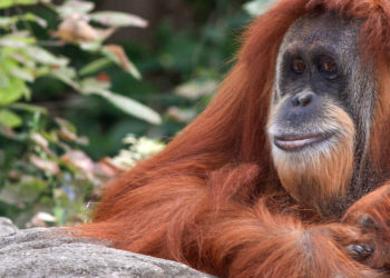 Faits essentiels, informations et habitat