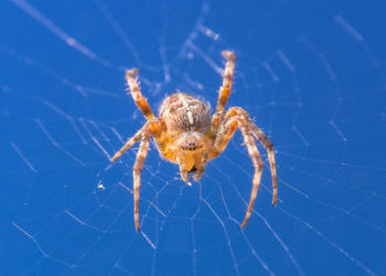 Araignées tisserandes orbes – Faits, photos et informations sur l’habitat