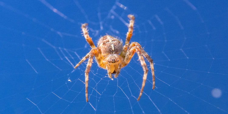 Araignées tisserandes orbes – Faits, photos et informations sur l’habitat