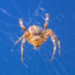 Araignées tisserandes orbes – Faits, photos et informations sur l’habitat