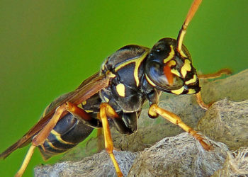 Guêpe à papier – Faits, cycle de vie et informations sur l’habitat