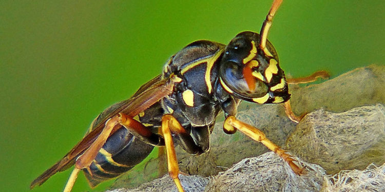 Guêpe à papier – Faits, cycle de vie et informations sur l’habitat