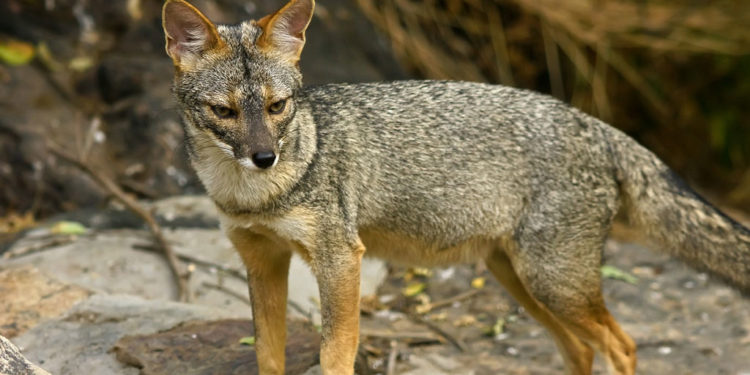 Renard du Pérou – Faits, régime alimentaire et informations sur l’habitat