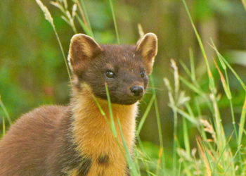 Fouine des pins – Faits, alimentation et habitat