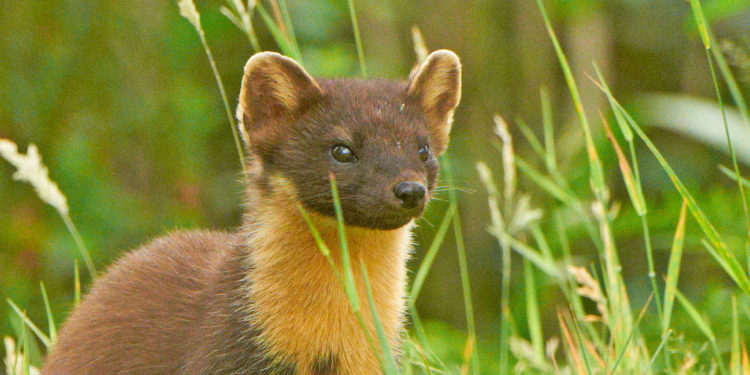 Fouine des pins – Faits, alimentation et habitat