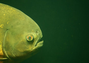 Poisson piranha – Faits, alimentation et informations sur l’habitat
