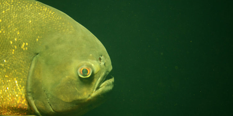 Poisson piranha – Faits, alimentation et informations sur l’habitat