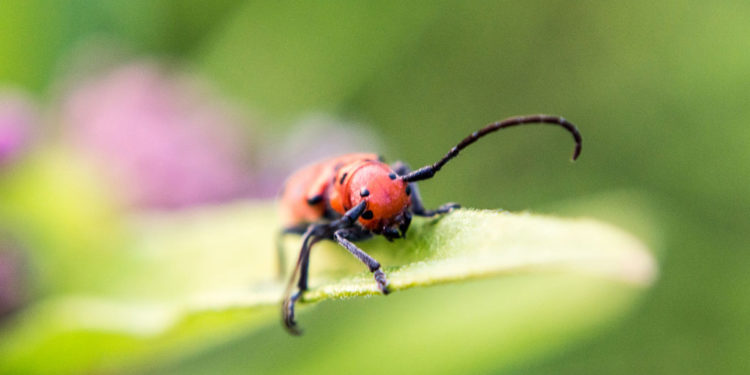 Altise – Faits, informations et images