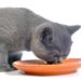 Apprendre à votre chat à manger des aliments en conserve