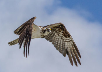 Balbuzard pêcheur – Faits, informations et photos