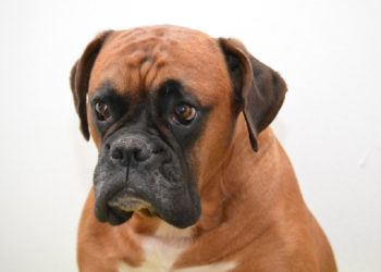 Boxer Lab Mix (Boxador) Caractéristiques, santé et autres informations