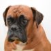 Boxer Lab Mix (Boxador) Caractéristiques, santé et autres informations
