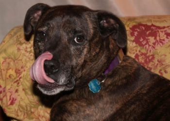 Caractéristiques, Santé, Régime alimentaire et autres informations