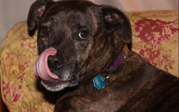 Caractéristiques, Santé, Régime alimentaire et autres informations