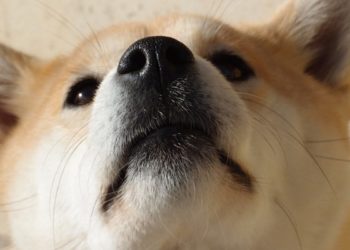 Causes courantes de la respiration sifflante de votre chien