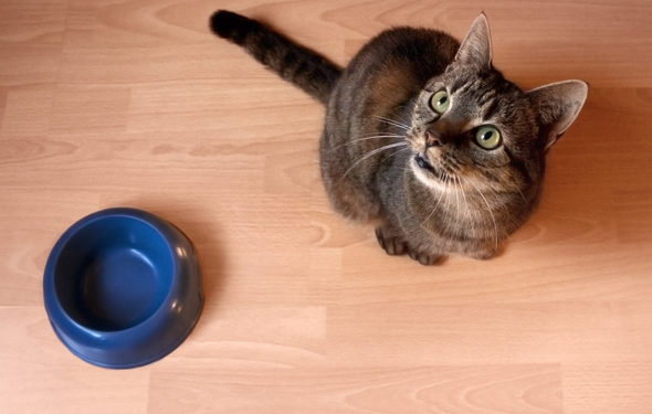 Chats obsédés par la nourriture – Chat toujours affamé