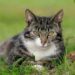 Chats plus âgés et besoins en protéines – Ce dont les chats plus âgés ont besoin dans leur alimentation