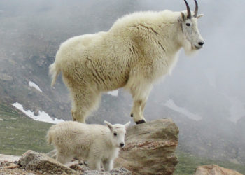 Chèvre de montagne – Animal Corner