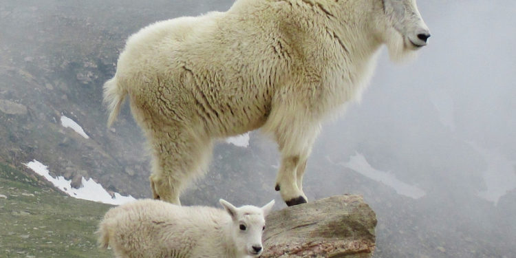 Chèvre de montagne – Animal Corner