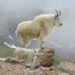 Chèvre de montagne – Animal Corner