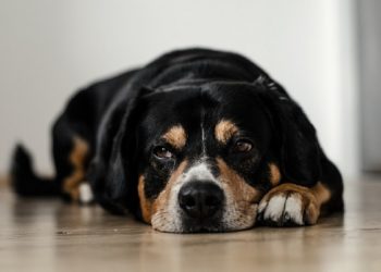 Claritin pour chiens (Loratadine) : Est-ce sûr ?