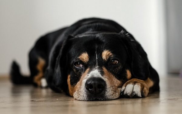 Claritin pour chiens (Loratadine) : Est-ce sûr ?