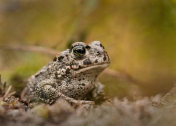 Crapaud natterjack – Faits, informations et images sur les amphibiens