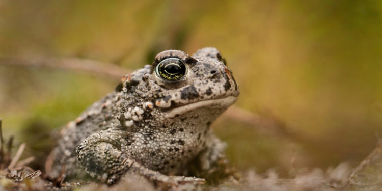 Crapaud natterjack – Faits, informations et images sur les amphibiens