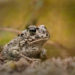 Crapaud natterjack – Faits, informations et images sur les amphibiens