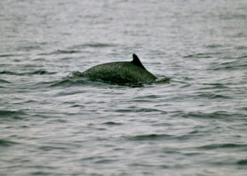 Dauphin pantropical – Faits, informations et images