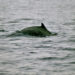 Dauphin pantropical – Faits, informations et images