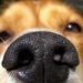 Diet Can Improve Dogs Sense of Smell – Performance Diets for Detection Dogs