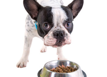 Dietary Therapy for Canine Epilepsy
