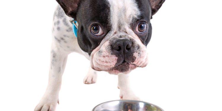 Dietary Therapy for Canine Epilepsy