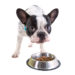Dietary Therapy for Canine Epilepsy