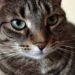 Encouragez le chat à manger même lorsqu’il est malade – Assurez-vous que le chat malade mange