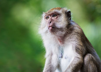 Faits, informations et habitat des singes