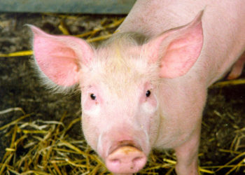 Faits, informations et photos de fermes