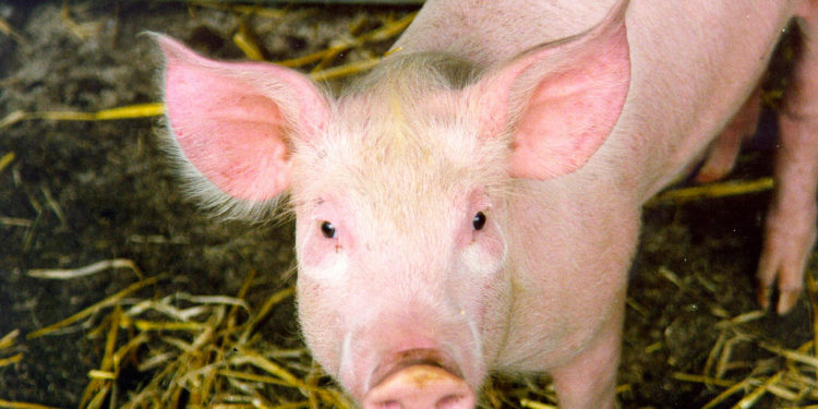 Faits, informations et photos de fermes