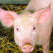 Faits, informations et photos de fermes
