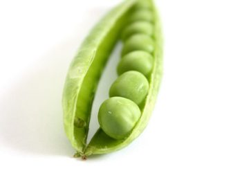 Frais, en conserve ou cuit ? Les pois sont-ils bons pour les chiens ?