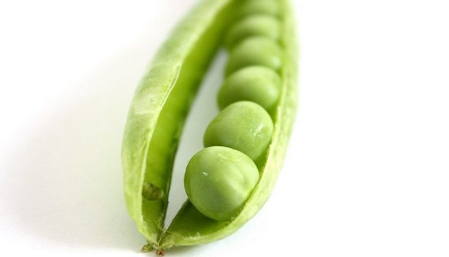 Frais, en conserve ou cuit ? Les pois sont-ils bons pour les chiens ?