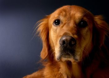 Golden Cocker Retriever (Golden Retriever Cocker Spaniel Mix) Info