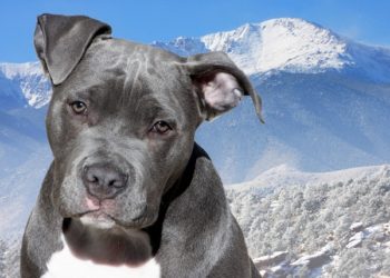 Images, caractéristiques, prix, santé, alimentation