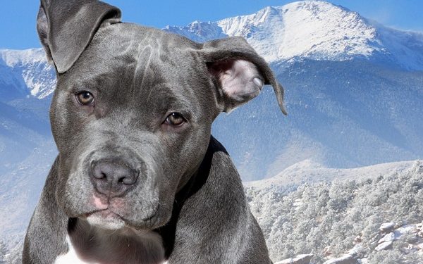 Images, caractéristiques, prix, santé, alimentation