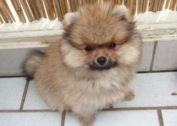 Informations sur la tasse à thé de Poméranie (Poméranie miniature)