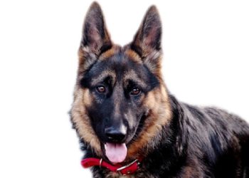 Informations sur le mélange Pitbull Berger Allemand (Shepherd Pit/ German Pit)