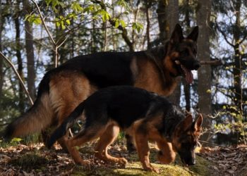 Informations sur le mélange de bergers allemands (berger gerberien)
