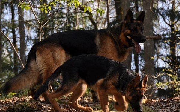 Informations sur le mélange de bergers allemands (berger gerberien)